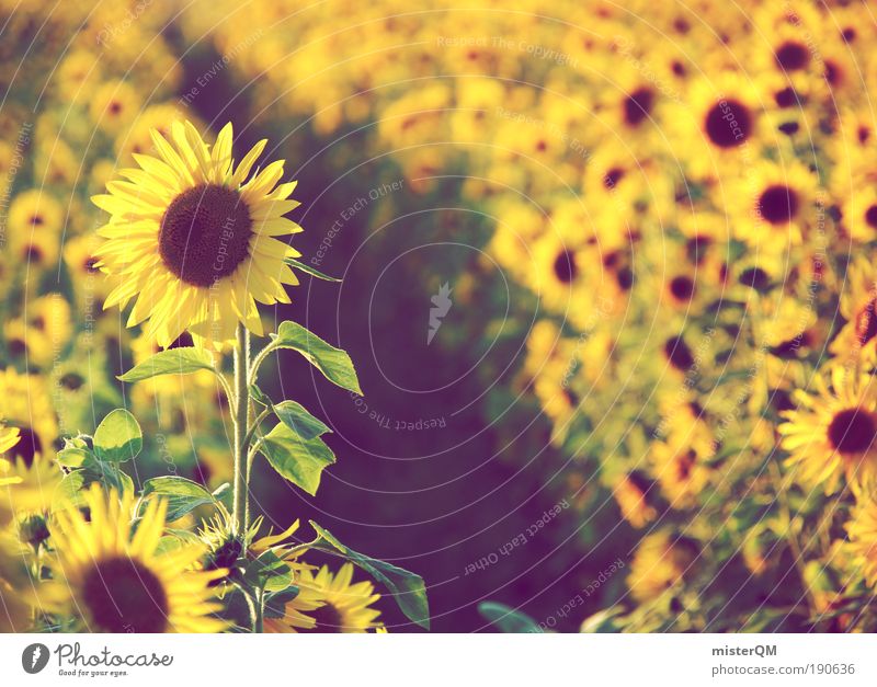 Field of Dreams. Nature Landscape Esthetic Environment Environmental protection Summer Sunflower Sunflower seed Sunflower oil Sunflower field Many Summery