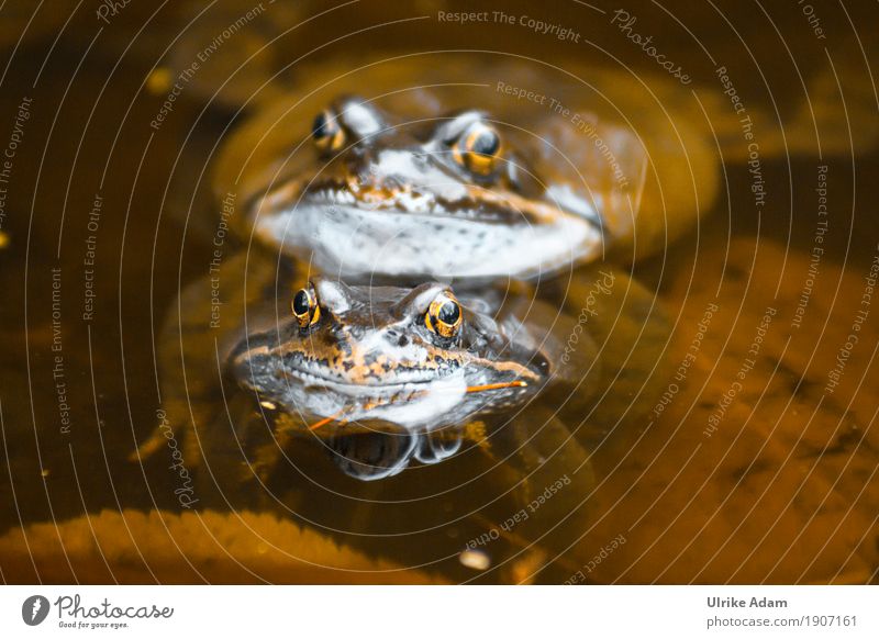 Toads in the pond Nature Animal Water Spring Summer Lakeside Pond Wild animal Frog Animal face Amphibian Eyes Sexuality Propagation 2 Pair of animals