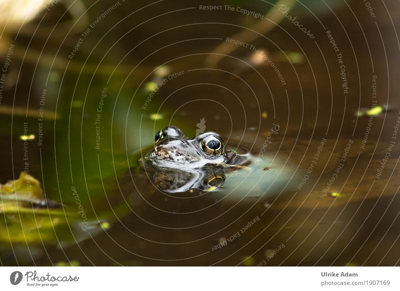 Toad in pond Nature Animal Water Spring Lakeside Pond Wild animal Frog Painted frog amphibians 1 Swimming & Bathing Natural Brown Gray Green Eyes Reflection