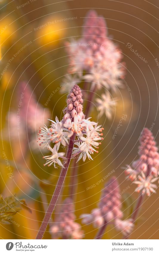 Messengers of spring - foam flowers (Tiarella) Nature Plant Spring Flower Blossom Agricultural crop Wild plant Pot plant Exotic foam blossoms tiarella