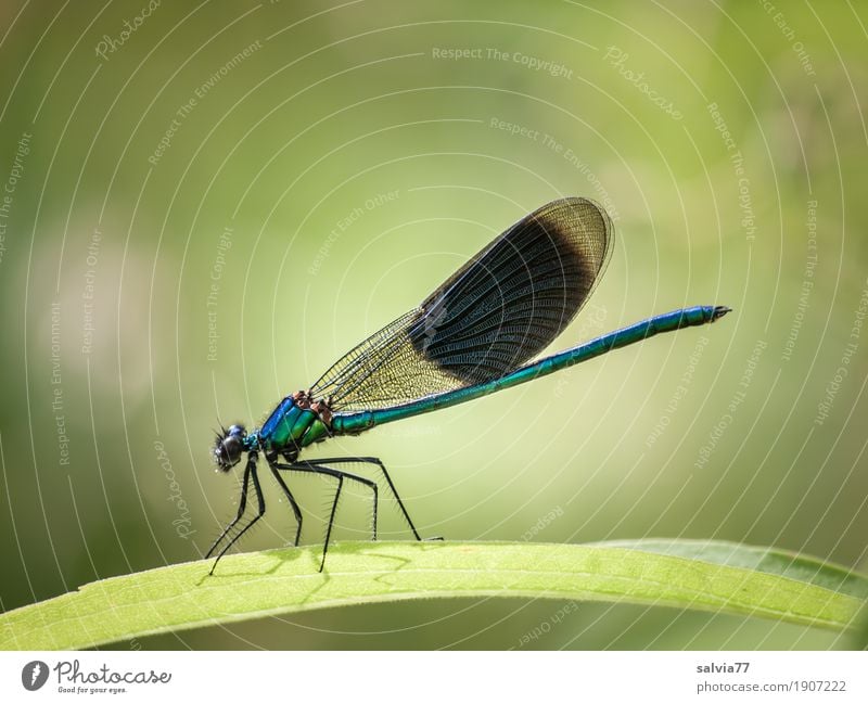 Splendour Exemplar Nature Plant Animal Summer Leaf Wild animal Wing Insect Dragonfly wings 1 Hunting Blue Green Ease Colour photo Exterior shot