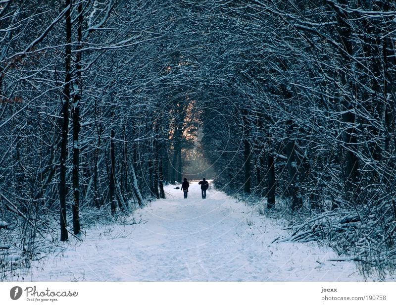 bow Life Trip Winter Snow Winter vacation Man Adults Couple Partner Nature Ice Frost Forest Going To enjoy Cold To go for a walk Footpath Light Branch