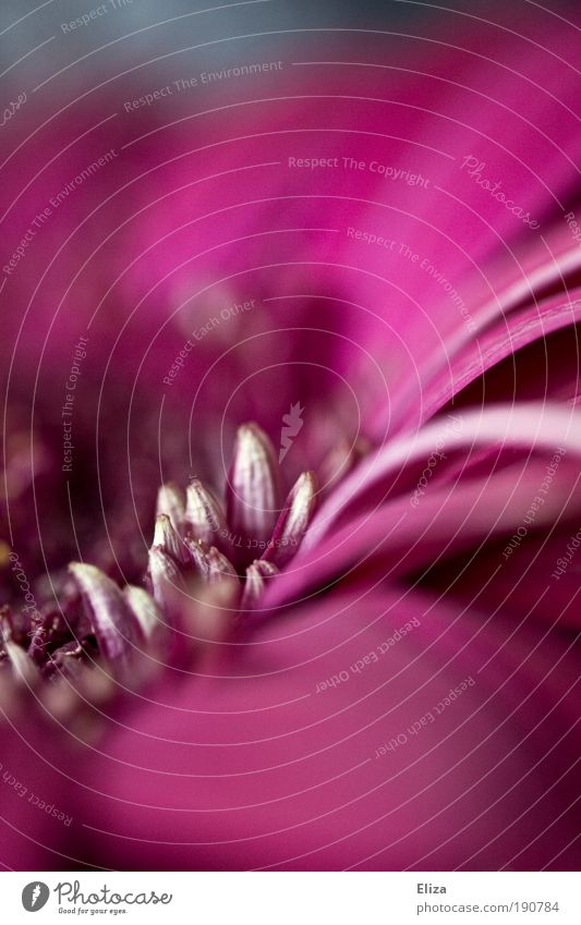 rogues Nature Plant Flower Esthetic Beautiful Gerbera Pink Blossom Blossom leave Insight Curved Spirited Dynamics Bluish Cold Interior shot Close-up Detail