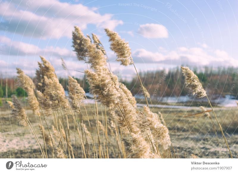 Yellow reed brushes Beautiful Sun Beach Ocean Winter Nature Landscape Plant Sand Sky Horizon Wind Grass Leaf Forest Coast Baltic Sea Lake Natural Blue Brown