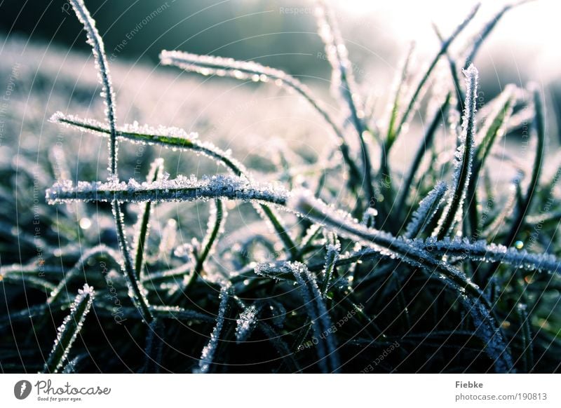 Frosty Times Environment Nature Winter Ice Snow Plant Grass Cold Wet Blue Seasons Ice crystal Colour photo Exterior shot Detail Day Light Shadow Contrast