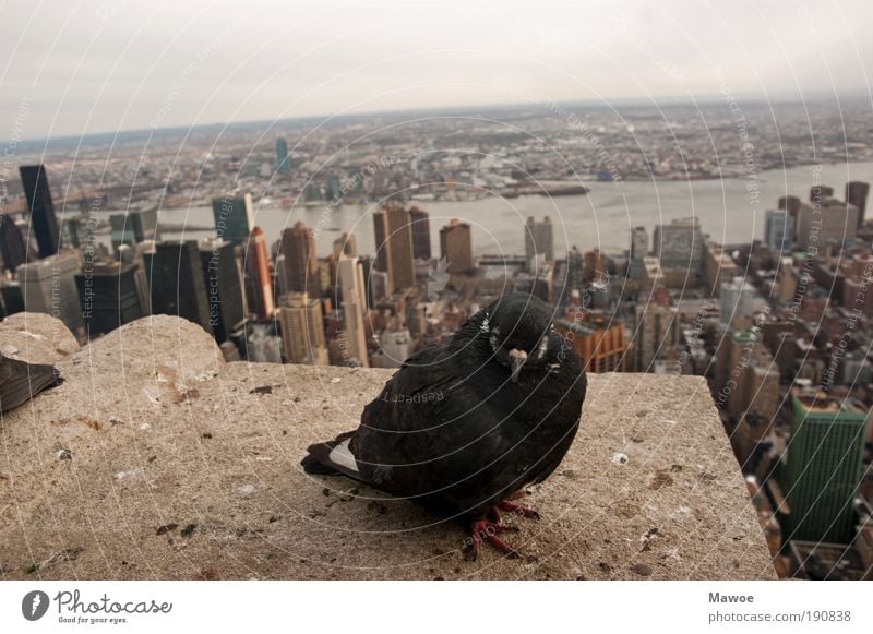 Dove over New York New York City Skyline High-rise Tourist Attraction Landmark Navigation Wild animal Pigeon Animal face Wing 1 Concrete Perspective