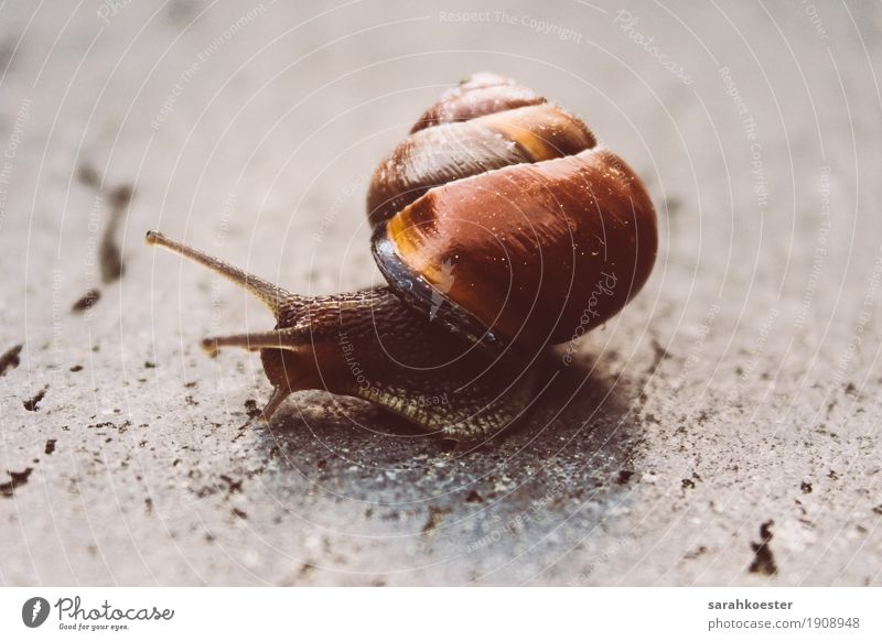 Snail on stone floor Nature Animal Sun Wild animal 1 Running Observe Movement Carrying Esthetic Glittering Beautiful Near Slimy Brown Power Safety Protection