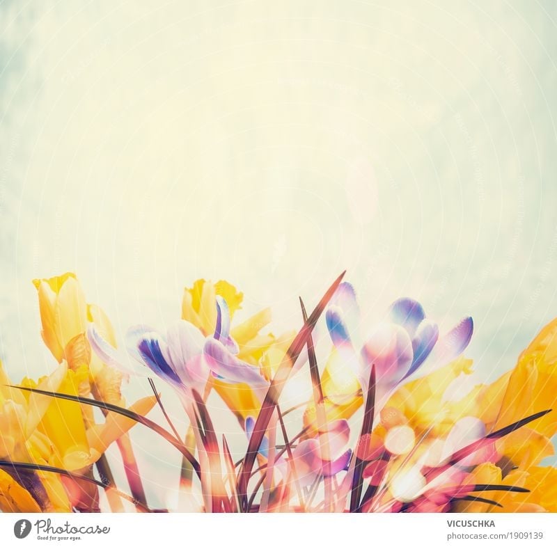 Spring background with different spring flowers Lifestyle Design Garden Decoration Nature Plant Flower Blossom Yellow Style Background picture Crocus Narcissus