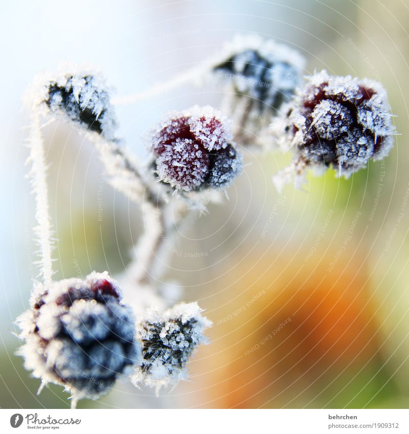 blackberry sorbet Nature Plant Autumn Winter Ice Frost Snow Bushes Fruit Blackberry Garden Freeze Beautiful Cold Freeze to death Transience Spider's web