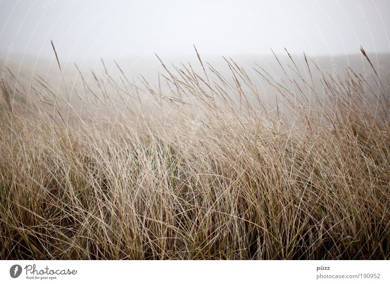 dune grass Nature Landscape Plant Fog Grass Coast Natural Gloomy Dry Yellow Sylt Colour photo Subdued colour Exterior shot Copy Space top Neutral Background Day