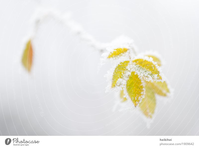 frozen III Environment Nature Plant Ice Frost Snow Leaf Foliage plant Garden Cool (slang) Cold Beautiful Yellow Gray White Uniqueness Colour photo Exterior shot