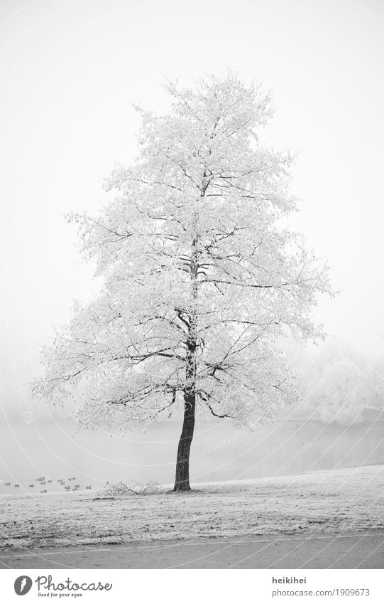 Winter wonderland Environment Nature Landscape Plant Earth Water Sky Horizon Fog Ice Frost Snow Tree Garden Park Meadow Coast Cool (slang) Cold Brown Gray Black