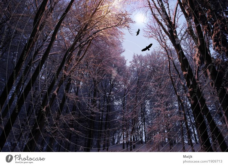After Midnight Composing Digital photography Environment Nature Landscape Air Night sky Moon Winter Tree Forest Hill Bird 2 Animal Loneliness Mystic Freedom