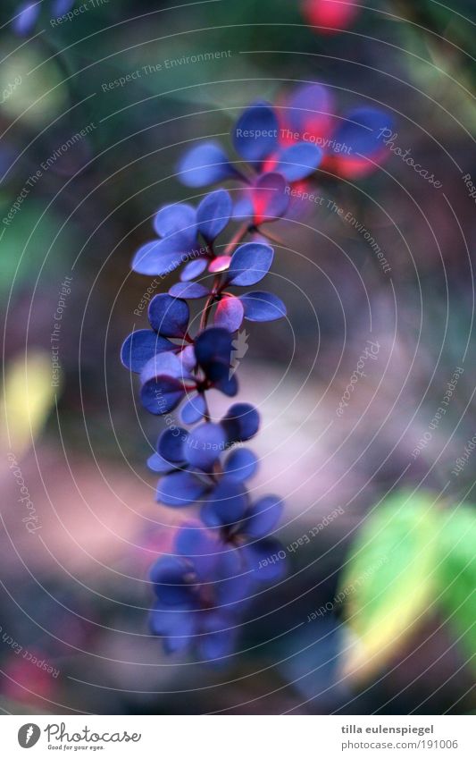 ... Nature Plant Bushes Leaf Park Growth Beautiful Cold Natural Original Wild Blue Multicoloured Movement Relaxation Idyll Environment Prickly bush Colour photo