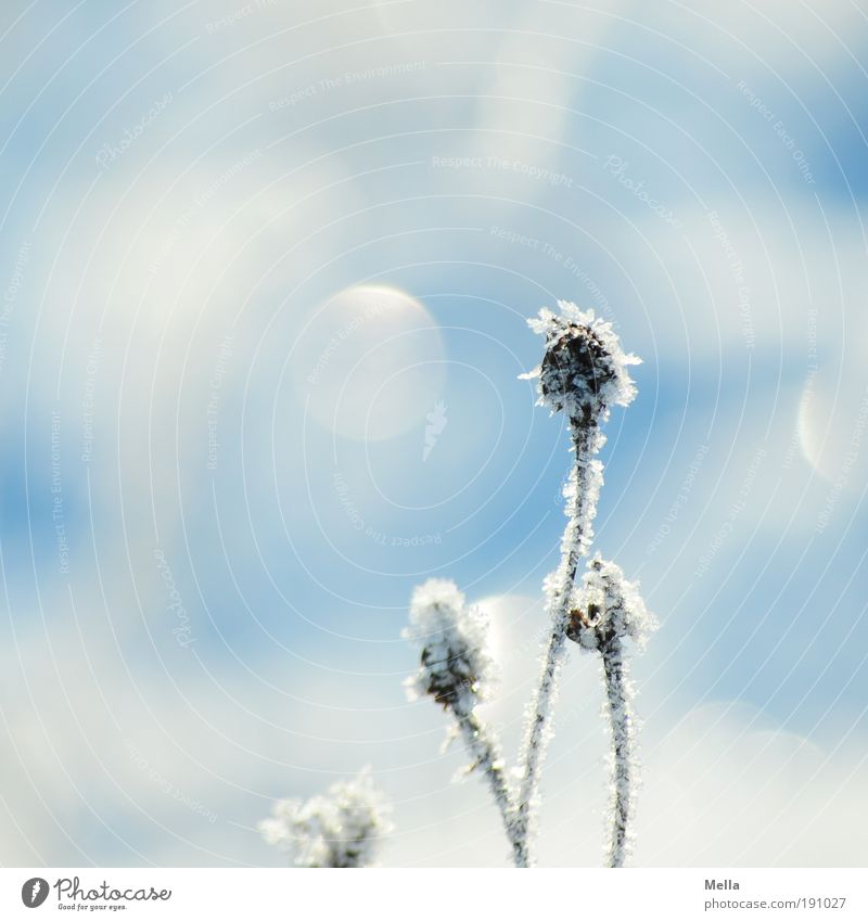 And another winter photo Environment Nature Plant Winter Climate Climate change Weather Ice Frost Snow Flower Grass Meadow Freeze Glittering Bright Cold Natural