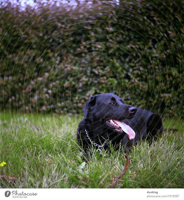 Labrador Nature Animal Grass Hedge Garden Park Pet Dog Animal face 1 Breathe To enjoy Happiness Black Walking Exterior shot Leisure and hobbies Friendship