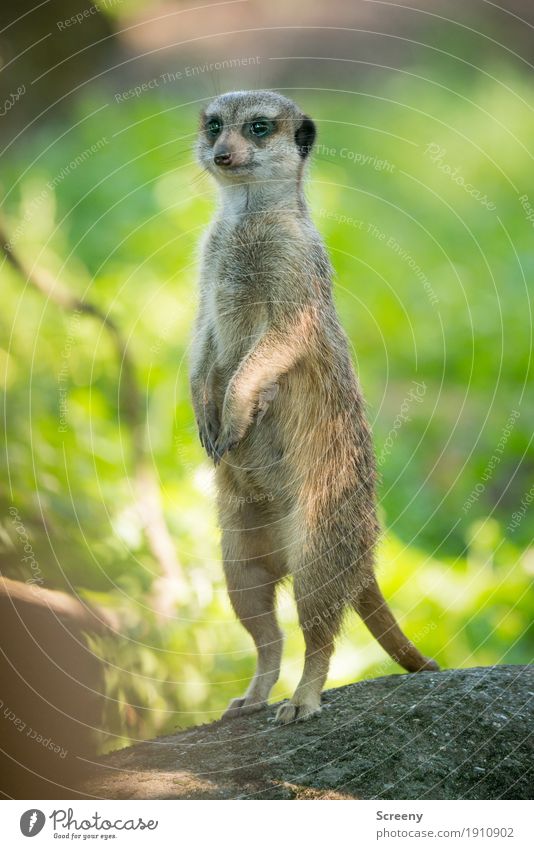 Little man, stretch yourself... Nature Plant Animal Summer Beautiful weather Wild animal Meerkat 1 Observe Stand Small Watchfulness Stretching Colour photo