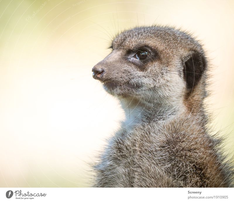 Sharp eye Nature Animal Wild animal Meerkat 1 Looking Small Curiosity Cute Watchfulness Eyes Colour photo Exterior shot Close-up Deserted Day Animal portrait