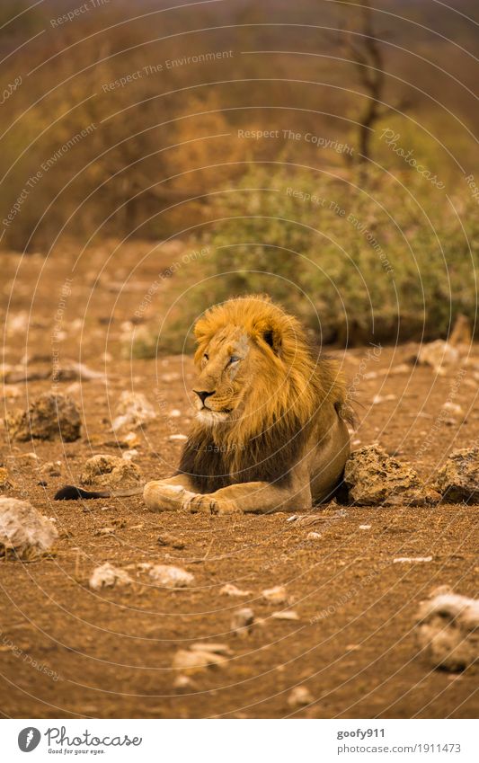 The King Environment Nature Landscape Elements Earth Sand Warmth Drought Desert National Park South Africa Animal Wild animal Animal face Claw Paw Lion