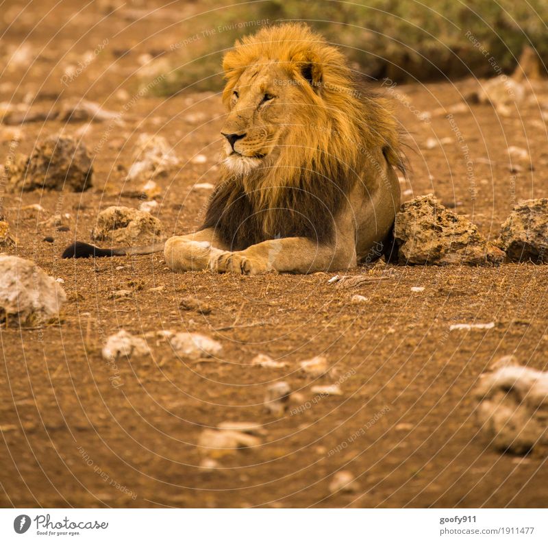 King II Environment Nature Landscape Elements Earth Sand Warmth Drought Desert National Park South Africa Animal Wild animal Animal face Pelt Claw Paw Lion