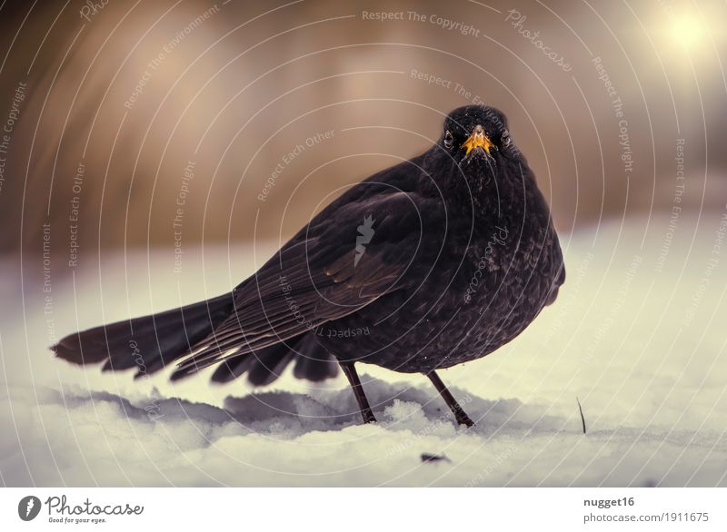 blackbird Environment Nature Animal Beautiful weather Ice Frost Snow Garden Park Forest Wild animal Bird Animal face Wing Zoo Blackbird 1 Observe Flying Stand