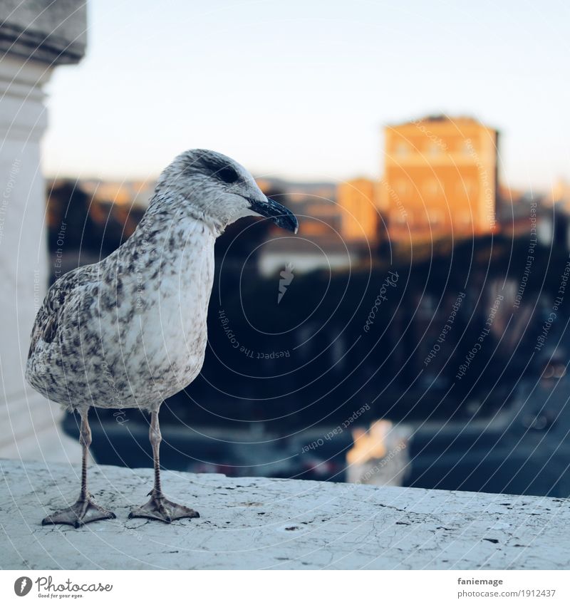 Italian seagull Nature Beautiful weather Capital city Downtown Old town Moody Seagull Italians Rome Looking Sit Wait Evening sun Sunset Funny Feather Bird