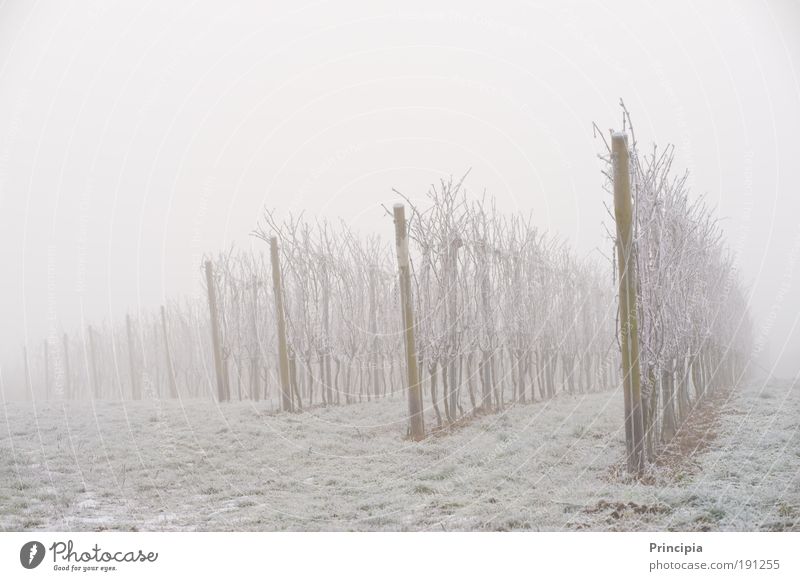 Vineyard in the morning fog Winter Environment Nature Landscape Ice Frost Plant Field Gray Romance Calm Grief Dream Fog Subdued colour Exterior shot Deserted