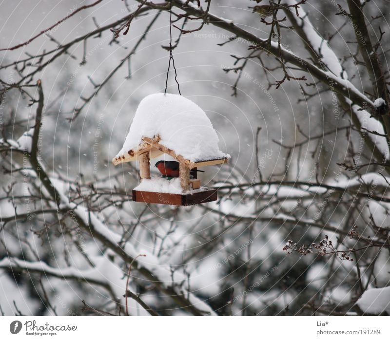 Robin in bird house covered with snow Snow Bird 1 Animal Cold Protection Birdhouse Colour photo Exterior shot Day Protection against the cold Deserted