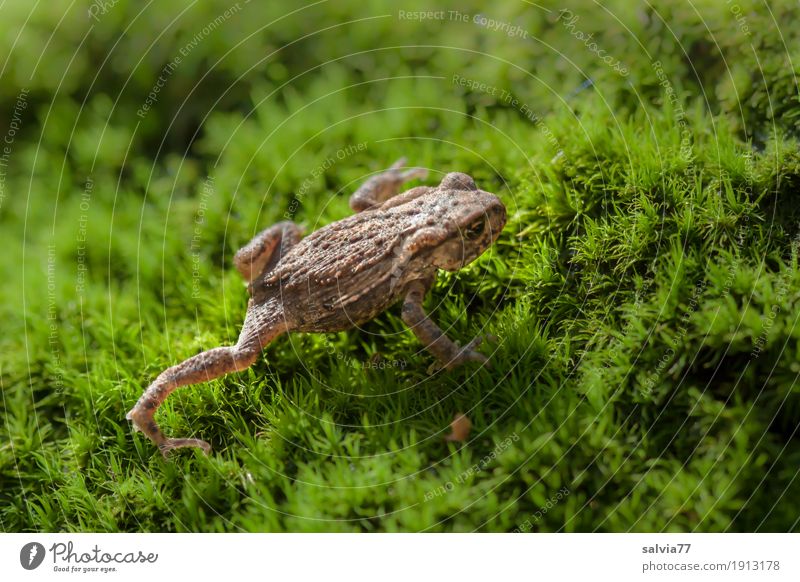 toad migration Environment Nature Plant Animal Earth Moss Leaf Foliage plant Forest Wild animal Frog Toad migration Painted frog Amphibian Frogs Crawl Hiking