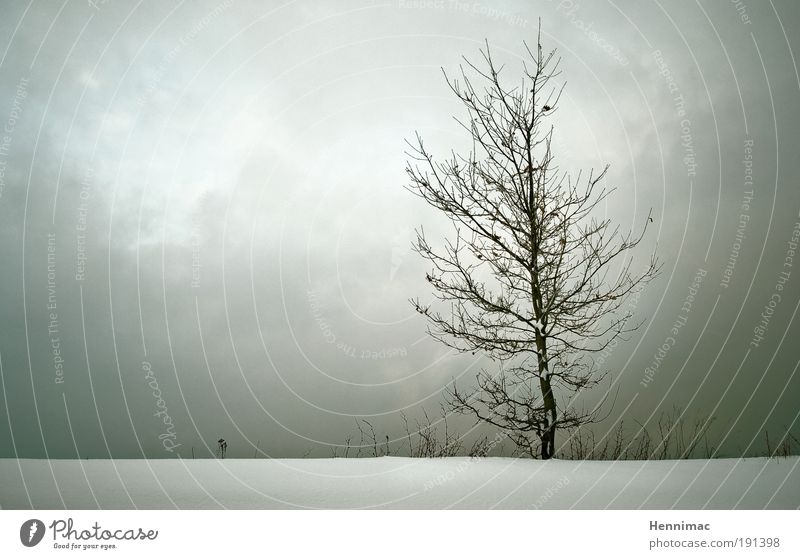 Less is more. Nature Landscape Clouds Horizon Winter Tree Freeze Sadness Growth Cold Brown Gray White Emotions Moody Grief Longing Loneliness Environment wax
