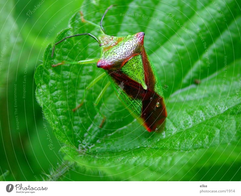 stink bug Bug Leaf Parasite Transport Nature land bug Shield bug
