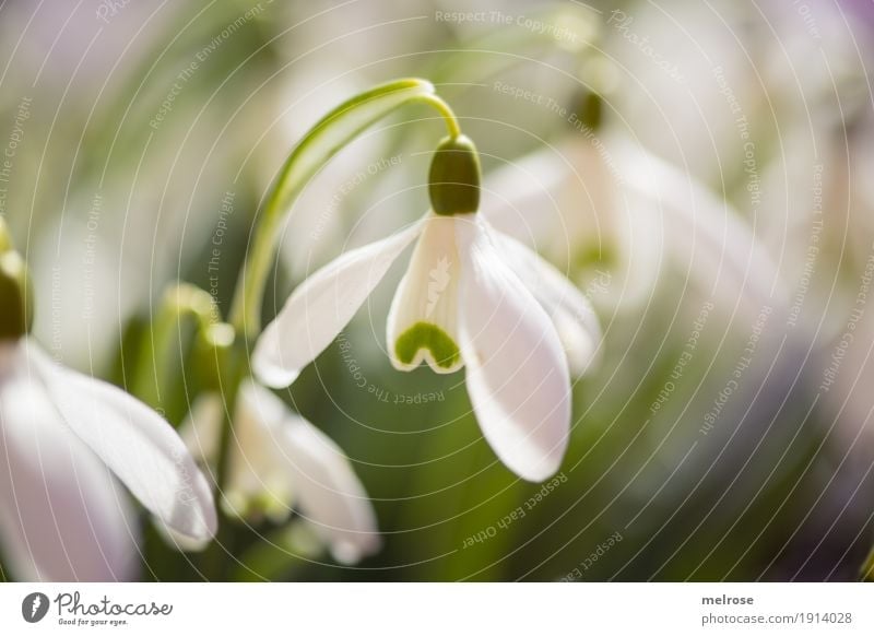 snowdrops Nature Plant Spring Beautiful weather Flower Blossom Wild plant Amaryllis Spring flowering plant Flower stem Bud Part of the plant Meadow