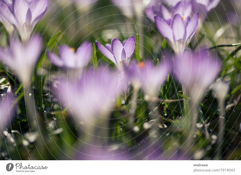 purple crocuses Nature Plant Spring Beautiful weather Grass Blossom Wild plant Crocus Bulb flowers Flowering plant Meadow Bud Part of the plant