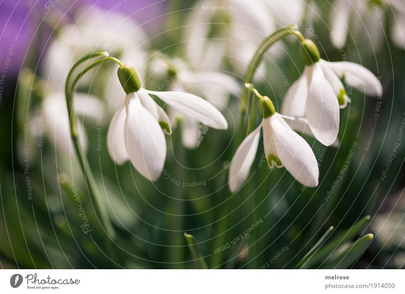 Snowdrops in the spotlight Environment Plant Spring Beautiful weather Flower Grass Blossom Wild plant Lily plants Flowering plant Calyx Bud Meadow Sunbathing