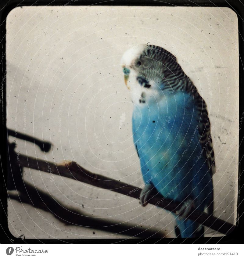 Battered Old Bird. Animal Pet 1 Sit Budgerigar Blue Feather Camera tossing Analog Frame Looking Masculine Colour photo Copy Space left Shallow depth of field