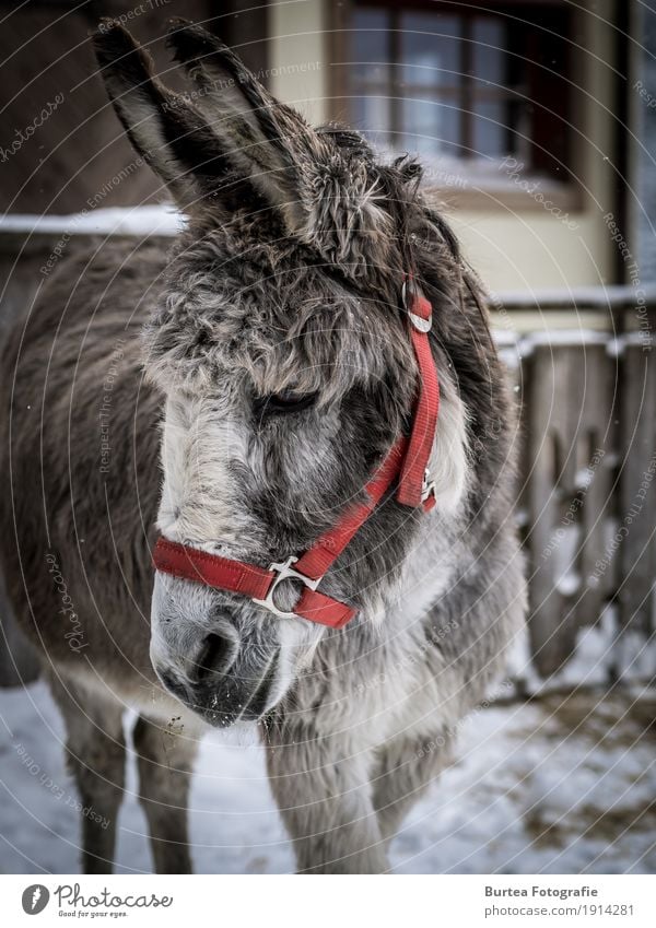 The old Grey Wellness Winter Animal Donkey Stand Old Gray Red 2017 Aiderbichl Henndorf parade ground Burtea Photography Olympus Colour photo Exterior shot