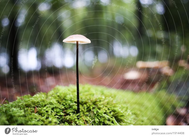 stylistically confident Environment Nature Plant Animal Autumn Beautiful weather Moss Forest Woodground Mushroom Stand Growth Thin Long Inedible Forest walk