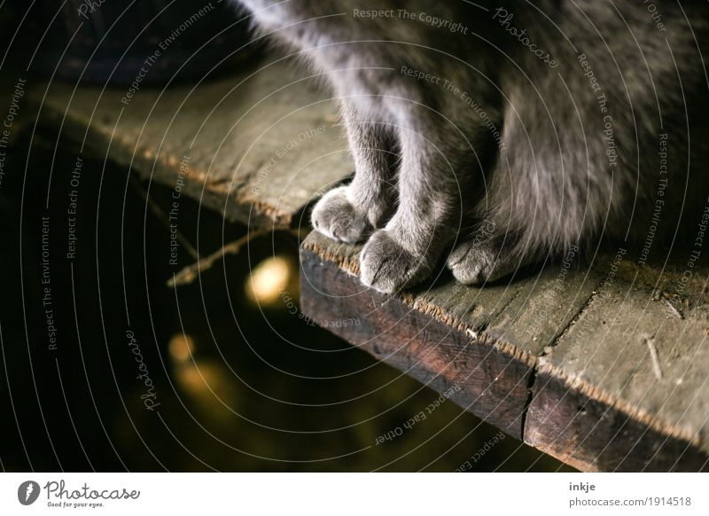 hangover paws Cellar Attic Pet Cat Paw 1 Animal Wooden table Wooden board Crouch Sit Brown Old Colour photo Interior shot Close-up Detail Deserted