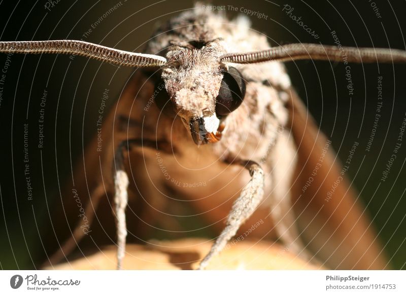 Moth sitting on a mushroom Nature Animal Beautiful weather 1 Crouch Sit Insect Feeler Hair Macro (Extreme close-up) Colour photo Exterior shot Deserted Day