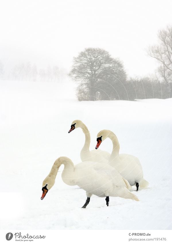 winter swans Winter Weather Snow Tree Animal Wild animal Swan 3 Cold Colour photo Exterior shot Copy Space top Day Animal portrait