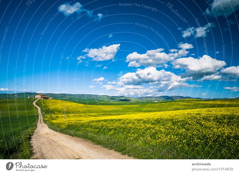 dirty road in the field in the spring Nature Landscape Sky Clouds Flower Grass Blossom Street Dirty Blue Yellow Green Italy Tuscany way Majestic Copy Space
