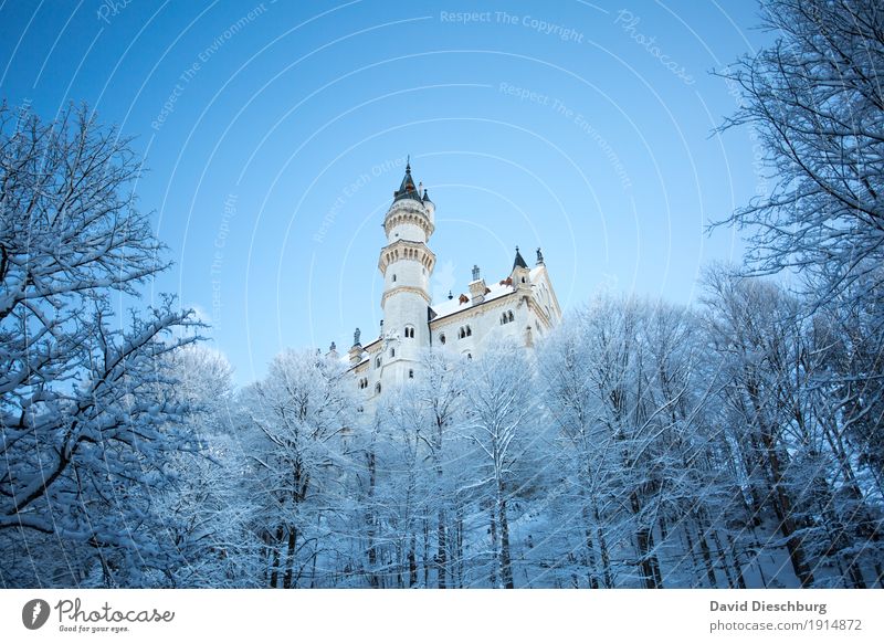 Neuschwanstein Castle Vacation & Travel Tourism Trip Sightseeing Winter Snow Winter vacation Nature Landscape Cloudless sky Beautiful weather Ice Frost Tree