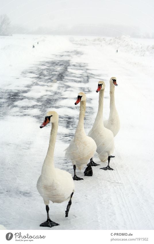 Swans rehearse the goose march for Olympia... Deserted Pedestrian Street Wild animal 4 Animal Group of animals Herd Flock Curiosity Colour photo