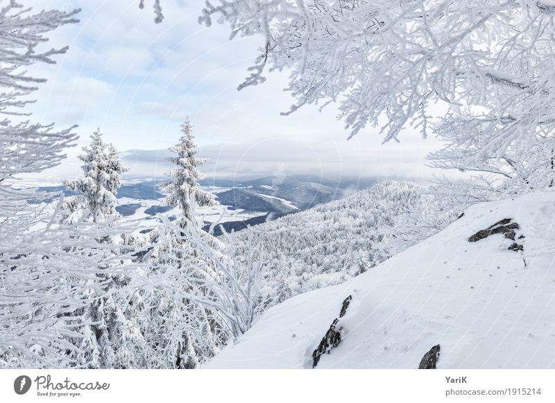 Winter in the Bavarian Forest Nature Landscape Climate Weather Ice Frost Snow Tree Bushes Mountain Peak Snowcapped peak Cold White Vantage point Narrow