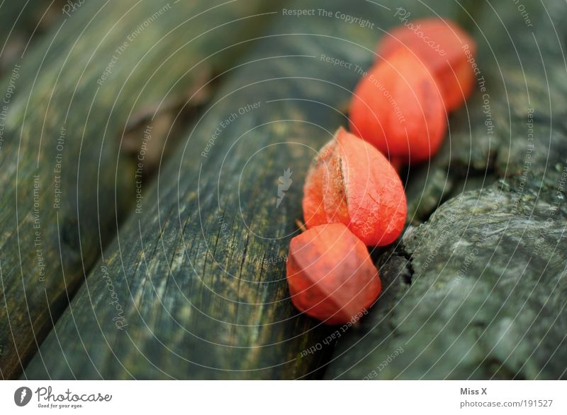 red physalis Fruit Nature Autumn Plant Flower Bushes Blossom Wild plant Garden Park Exotic Red Colour Physalis Seed Wood Tree trunk Colour photo Exterior shot