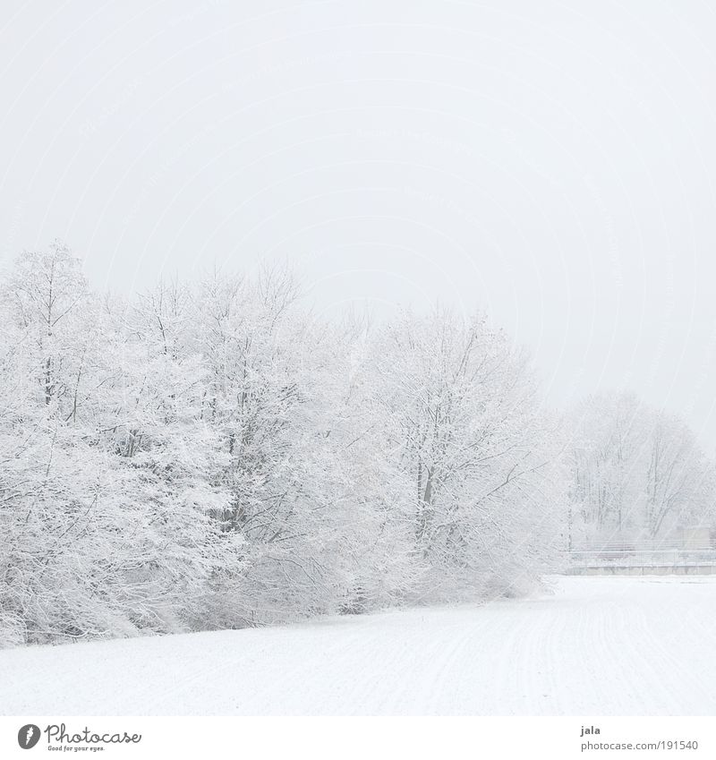 winter world Nature Landscape Sky Winter Snow Tree Bushes Park Field Cold Subdued colour Exterior shot Deserted Copy Space top Copy Space bottom Day