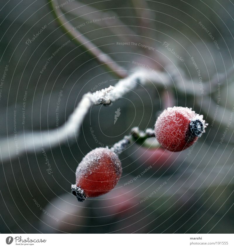 Frosty fruits Nature Winter Weather Plant Cold Blur Rose hip Fruit Ice Colour photo Exterior shot