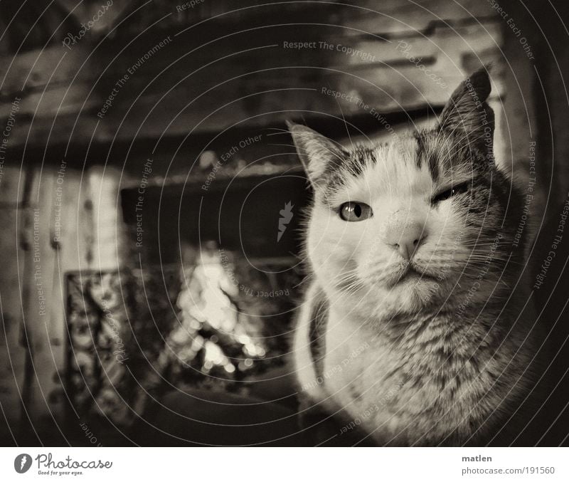 freezing cold Fireside Closing time Building Hairy chest Animal Pet Cat 1 Metal Indifferent Break Heat Relaxation Warmth Burn Black & white photo Interior shot