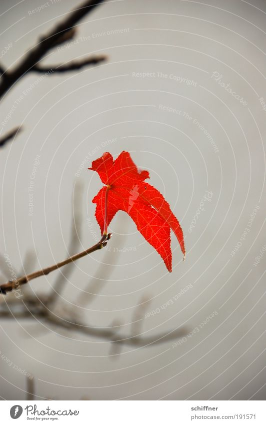 Last leaf standing Environment Nature Plant Autumn Climate Climate change Bad weather Leaf Hang Uniqueness Rebellious Gloomy Red Willpower Endurance Hope Belief