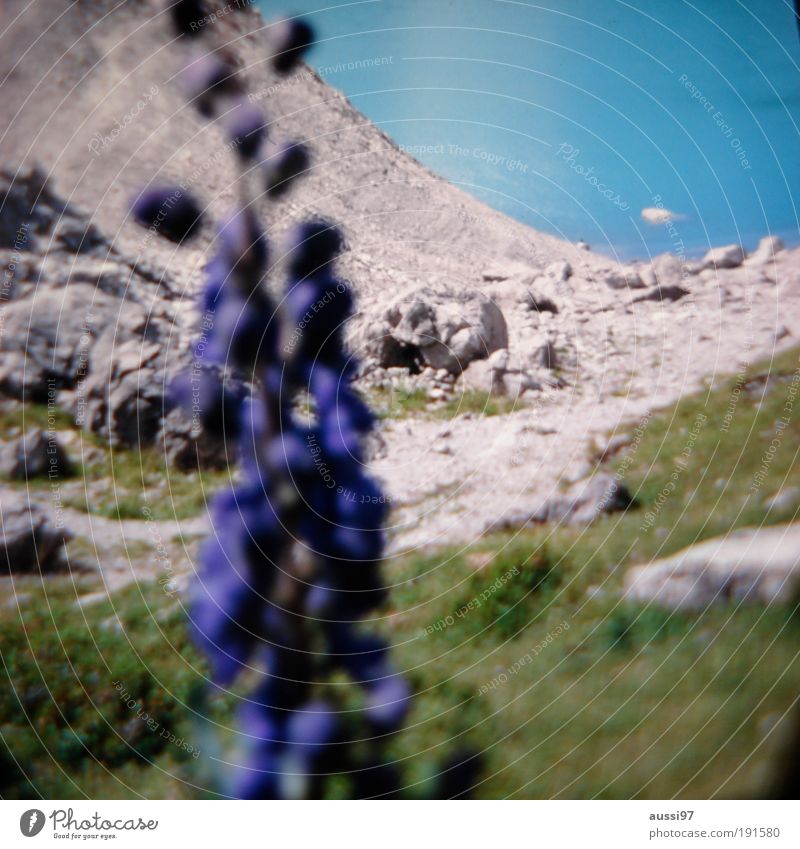 liquidity Flower Foreground blurred Depth of field hazy Mountain lake mountain Glacier vegetation solvent